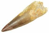 Fossil Spinosaurus Tooth - Composite Tip #363070-1